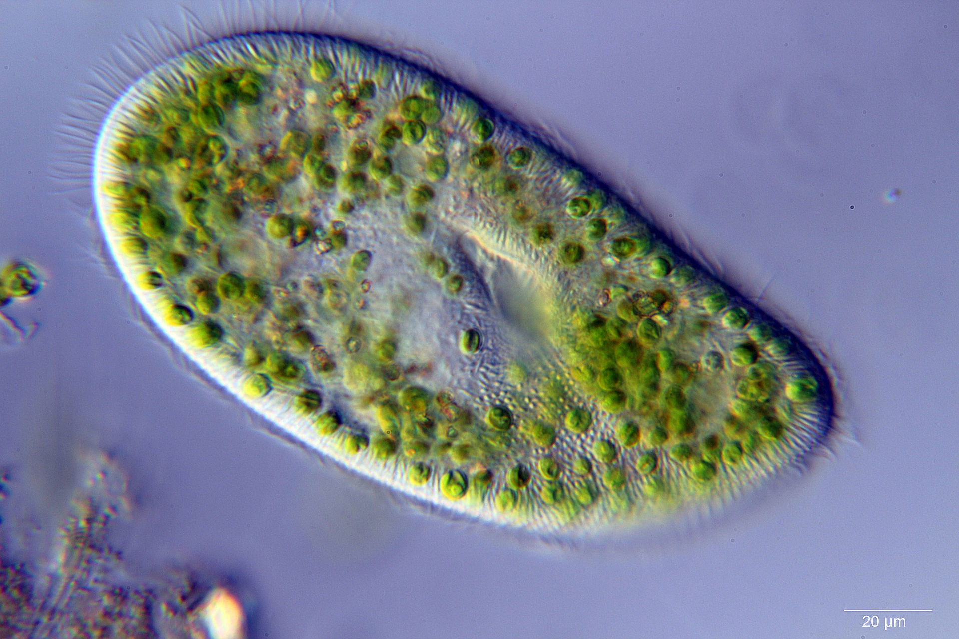 paramecium.jpg
